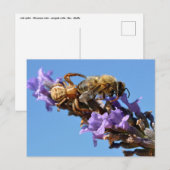 Krabspinetbij Briefkaart (Voorkant / Achterkant)