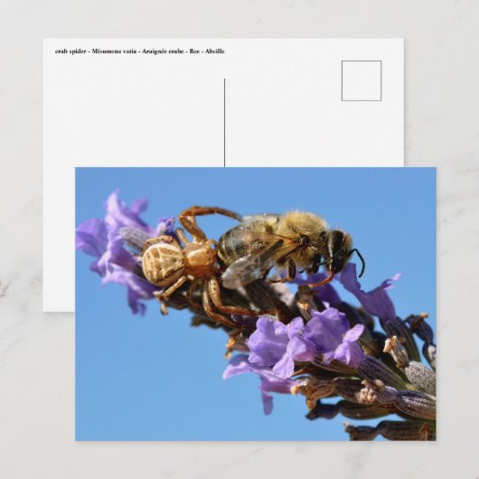 Krabspinetbij Briefkaart (Voorkant / Achterkant)