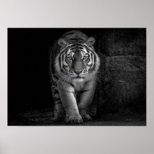 Kracht en Aanwezigheid - Monochroom Tijger Wilde D Poster