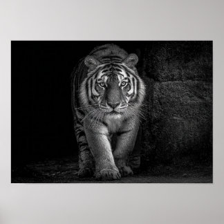 Kracht en Aanwezigheid - Monochroom Tijger Wilde D Poster