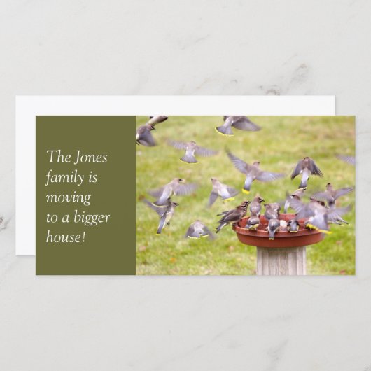 Krachtige kudde van Cedar Waxwings Aankondiging (Voorkant / Achterkant)