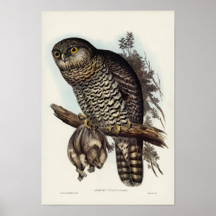 Krachtige Owl van Elizabeth Gould Poster