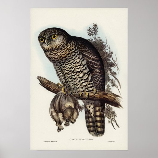 Krachtige Owl van Elizabeth Gould Poster (Voorkant)