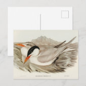 Krachtige Tern door Elizabeth Gould Briefkaart (Voorkant / Achterkant)