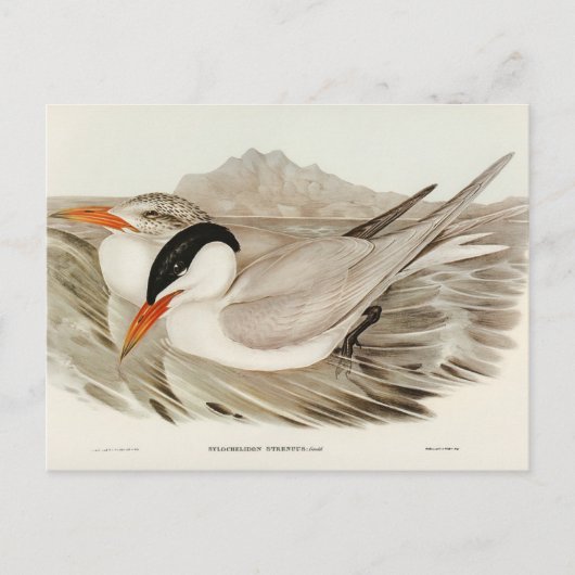 Krachtige Tern door Elizabeth Gould Briefkaart (Voorkant)