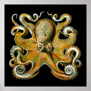 Kraken Octopus   Koeldier Poster
