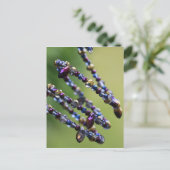 kralen-809 briefkaart (Staand voorkant)