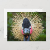 Krane vogelportret briefkaart (Voorkant / Achterkant)