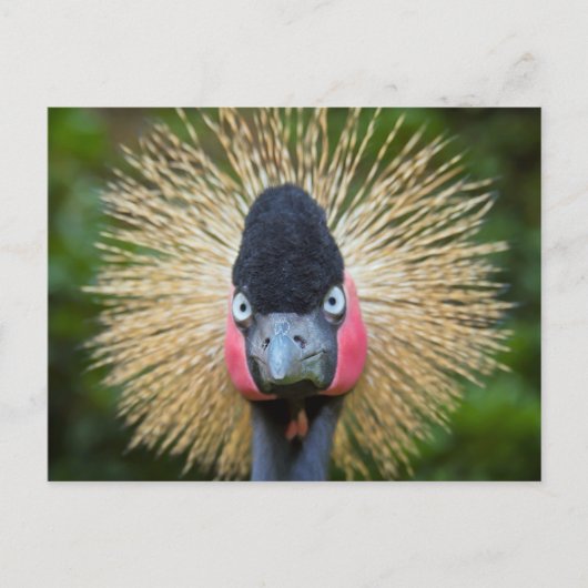 Krane vogelportret briefkaart (Voorkant)