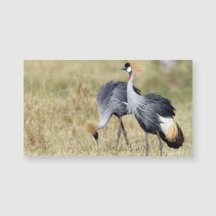 Kranen bij Masai Mara