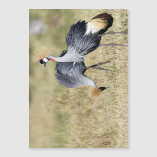 Kranen bij Masai Mara