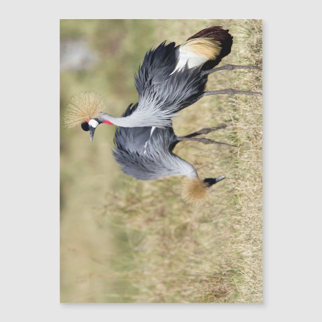 Kranen bij Masai Mara (Voorkant)