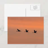 Kranen bij zonsopgang briefkaart (Voorkant / Achterkant)