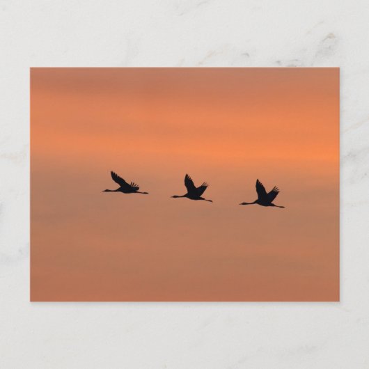 Kranen bij zonsopgang briefkaart (Voorkant)