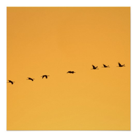 Kranen bij zonsopgang perfect poster (Voorkant)