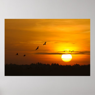 Kranen bij zonsopgang poster