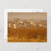 Kranen over Golden Field Briefkaart (Voorkant / Achterkant)