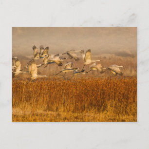 Kranen over Golden Field Briefkaart