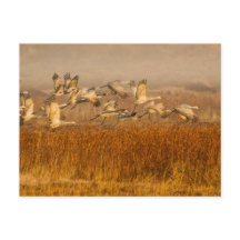 Kranen over Golden Field