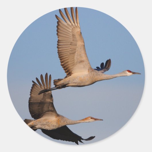 kranen ronde sticker (Voorkant)