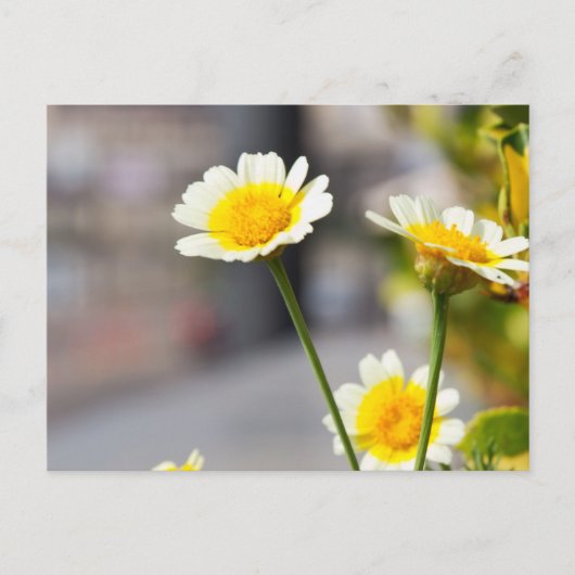 Krans chrysant briefkaart (Voorkant)