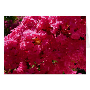 Krape Myrtle Boom Magenta Bloem