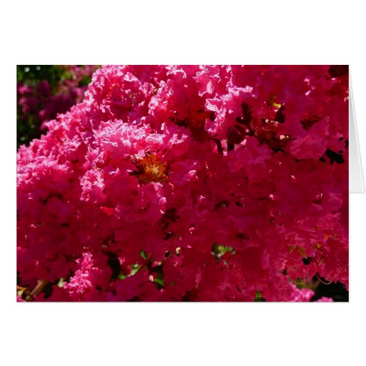 Krape Myrtle Boom Magenta Bloem (Voorkant Horizontaal)