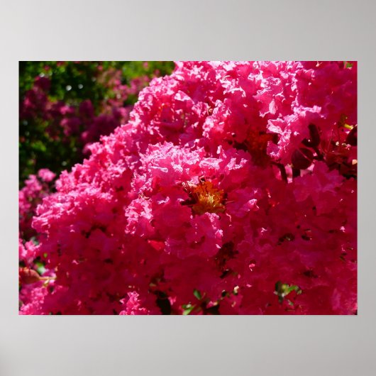 Krape Myrtle Boom Magenta Bloem Poster (Voorkant)