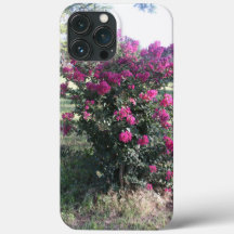 Krape Myrtle