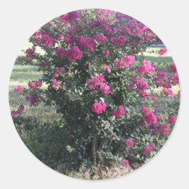 Krape Myrtle Ronde Sticker