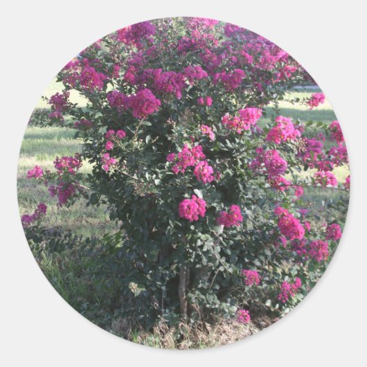 Krape Myrtle Ronde Sticker (Voorkant)