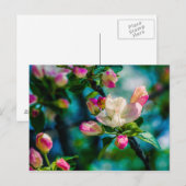 Krattenbloemen en -knoppen briefkaart (Voorkant / Achterkant)