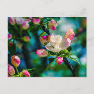 Krattenbloemen en -knoppen briefkaart