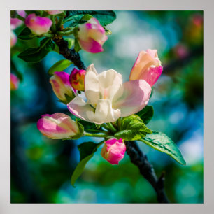 Krattenbloemen en -knoppen poster