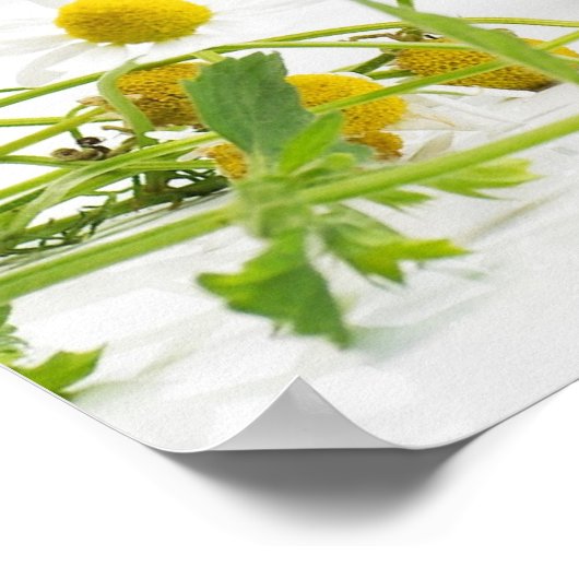 Kräutergarten Poster (Hoek)