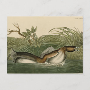 Krebe van Audubon's vogels in Amerika Briefkaart