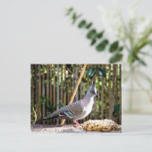 Kreefduif (puntkopvogel) briefkaart (Staand voorkant)