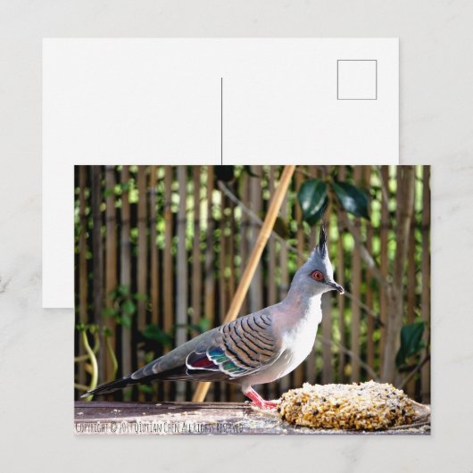 Kreefduif (puntkopvogel) briefkaart (Voorkant / Achterkant)