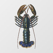 Kreeft Schelpdieren Zeevruchten Maine Classic Ocea Raamsticker (Vel)