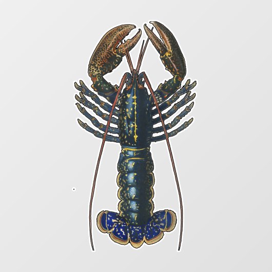 Kreeft Schelpdieren Zeevruchten Maine Classic Ocea Raamsticker (Vel)