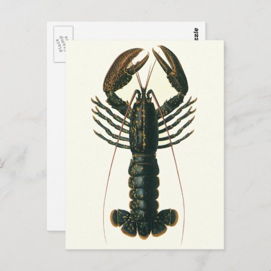kreeft, zeezoogdier briefkaart (Voorkant / Achterkant)