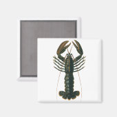 kreeft, zeezoogdier magneet (Voorkant / Achterkant)