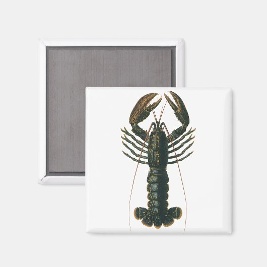  kreeft, zeezoogdier magneet (Voorkant / Achterkant)