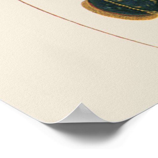  kreeft, zeezoogdier poster (Hoek)