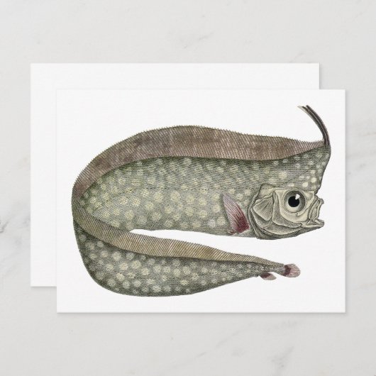  kreeften, zeewaterdieren (Voorkant / Achterkant)