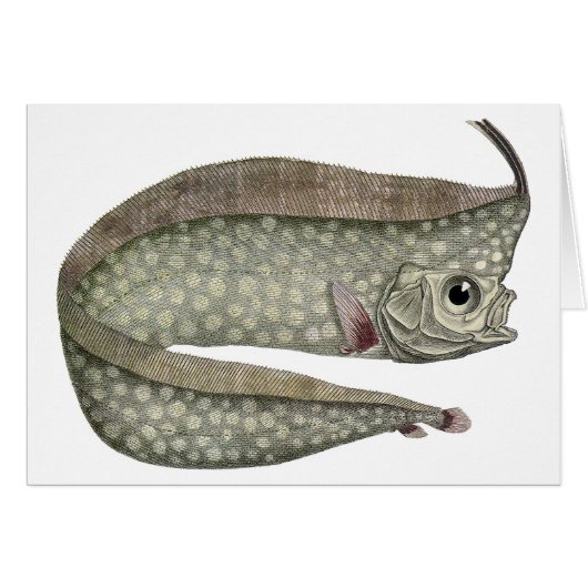  kreeften, zeewaterdieren (Voorkant Horizontaal)