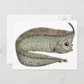  kreeften, zeewaterdieren briefkaart (Voorkant / Achterkant)