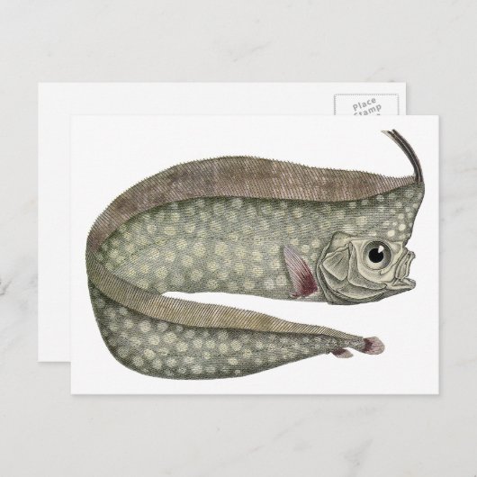  kreeften, zeewaterdieren briefkaart (Voorkant / Achterkant)