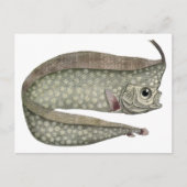  kreeften, zeewaterdieren briefkaart (Voorkant)