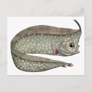 kreeften, zeewaterdieren briefkaart